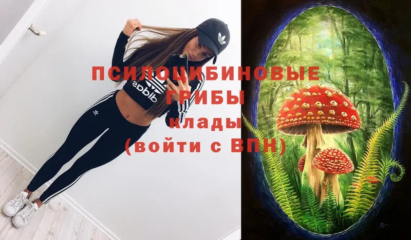 Псилоцибиновые грибы Cubensis Сергач